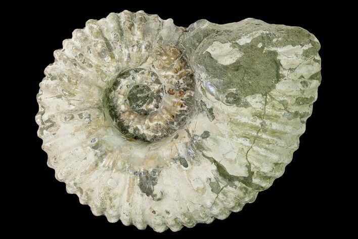 Bumpy Ammonite (Douvilleiceras) Fossil - Madagascar #160402
